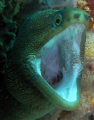 Time to see the Dentist!!!
Goldentail Eel, Dive Site: "Crash Boat", Aguadilla PR 